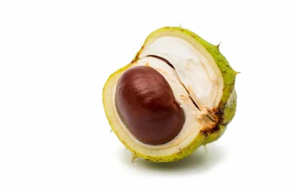 Chestnut — Stock Photo, Image