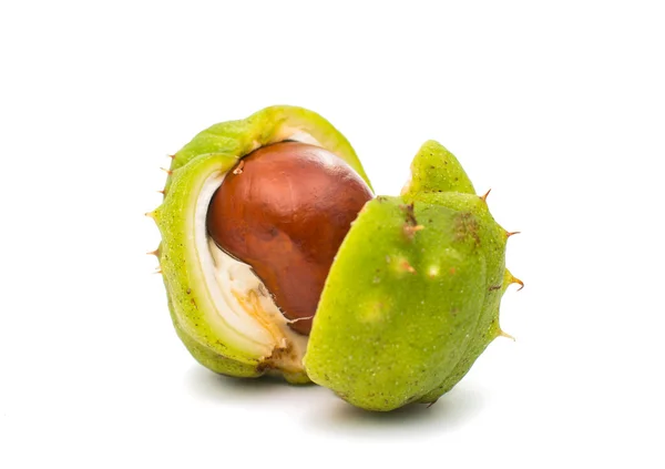 Chestnut — Stock Photo, Image