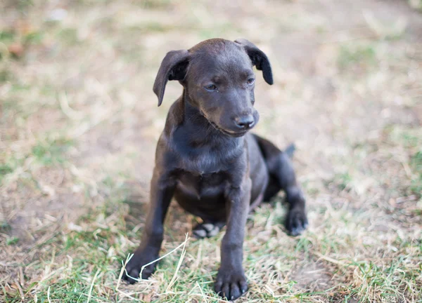 Schwarzer Hund — Stockfoto