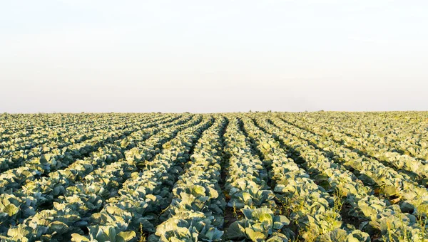 Cabbage growing — Stock Photo, Image