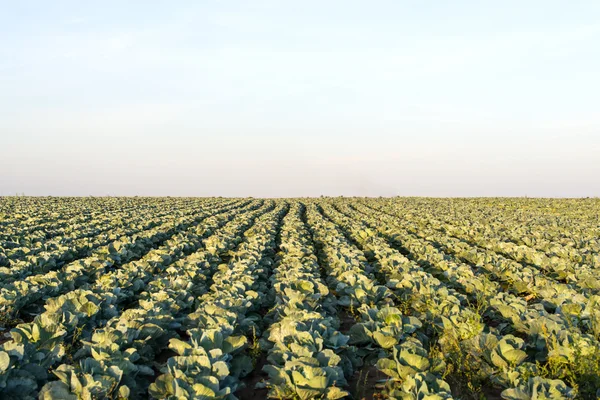 Cabbage growing — Stock Photo, Image