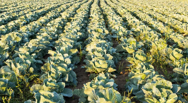 Cabbage growing — Stock Photo, Image