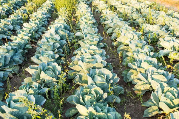 Cabbage growing — Stock Photo, Image