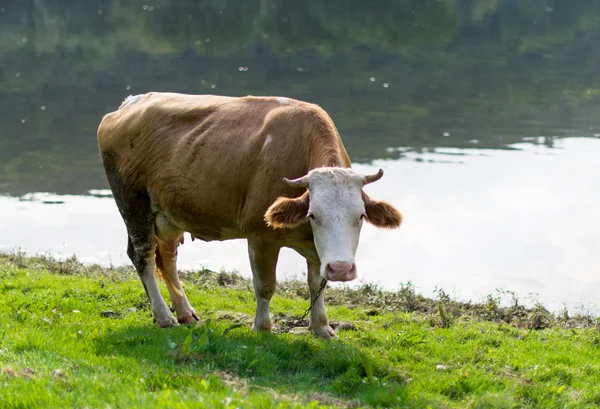 Ko bete på en äng — Stockfoto