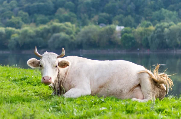 Pasto de vaca em um prado — Fotografia de Stock