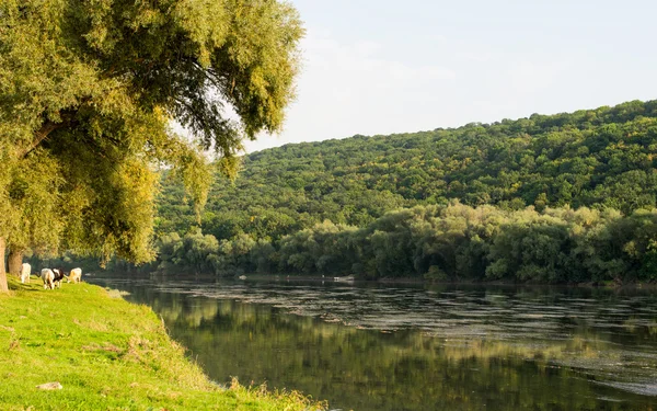 Річка Дністер — стокове фото