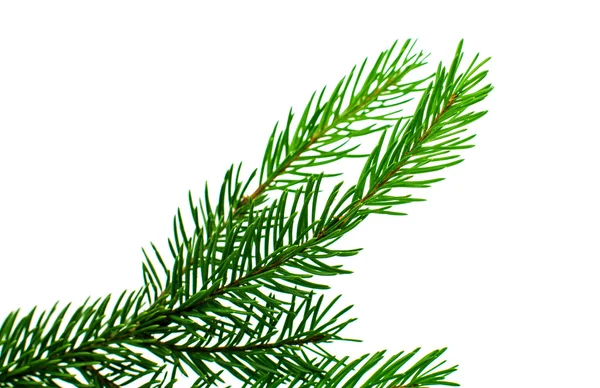 Spruce twig — Stockfoto