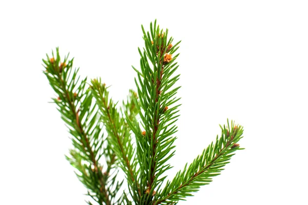 Spruce twig — Stockfoto