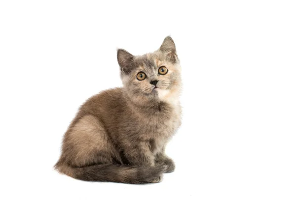 Grijze kitten — Stockfoto