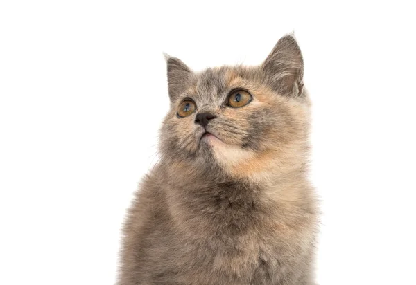 Grijze kitten — Stockfoto