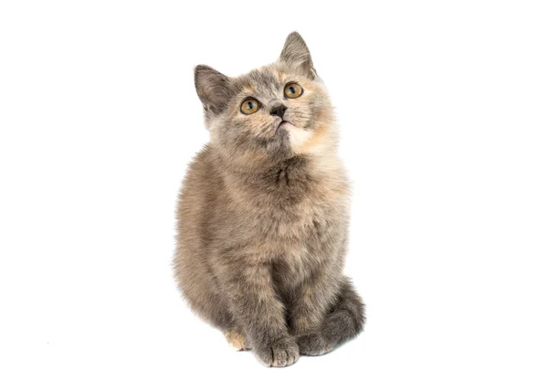 Grijze kitten — Stockfoto