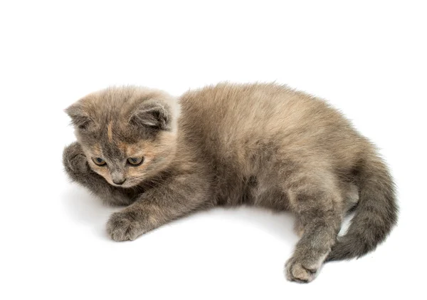 Gray kitten — Stock Photo, Image