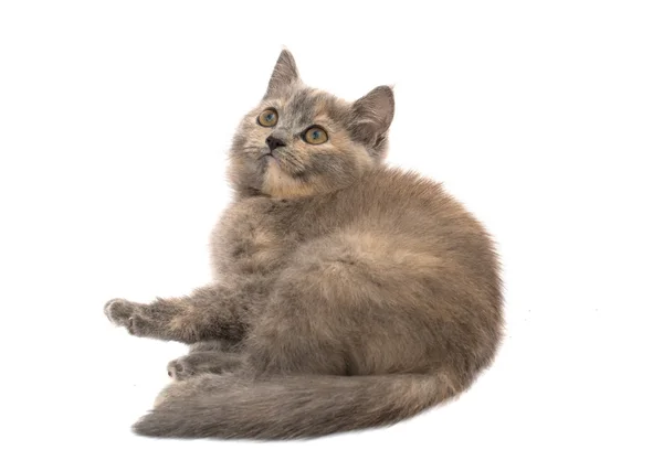 Grijze kitten — Stockfoto