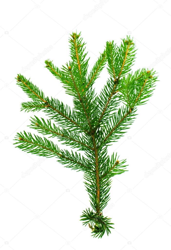 spruce twig 