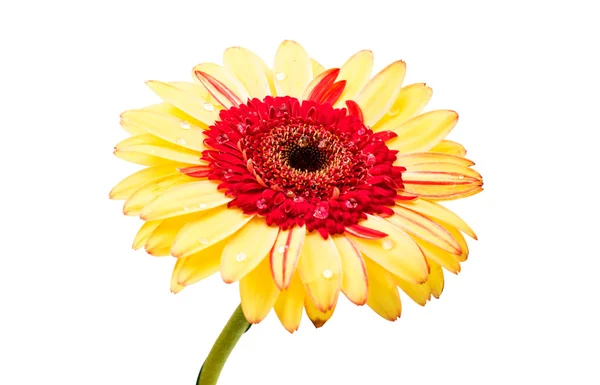 Gul röd gerbera — Stockfoto