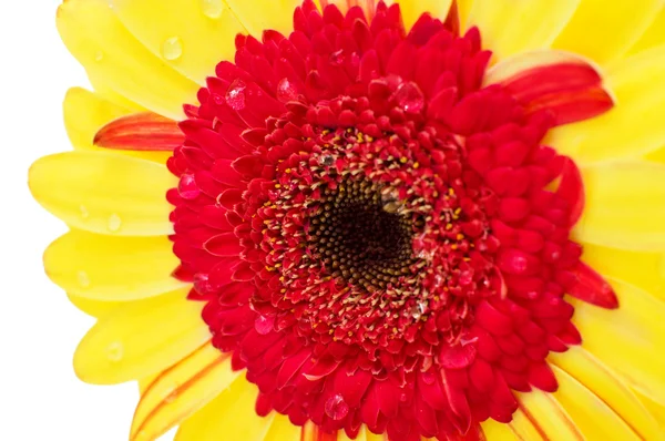 Gul röd gerbera — Stockfoto