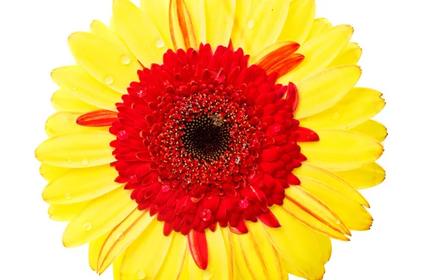 Yellow chrysanthemum beauty — Stock Photo, Image