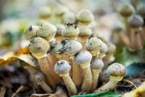 Cogumelos agáricos de mel . — Fotografia de Stock