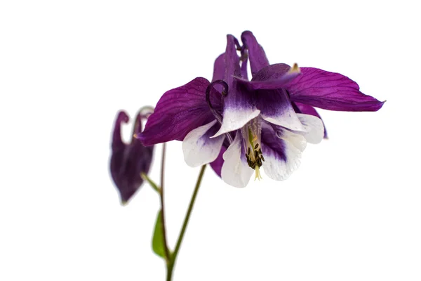 Aquilegia květ — Stock fotografie