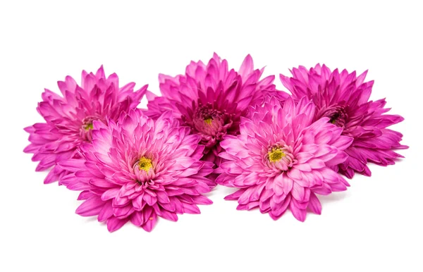 Chrysanthemen — Stockfoto