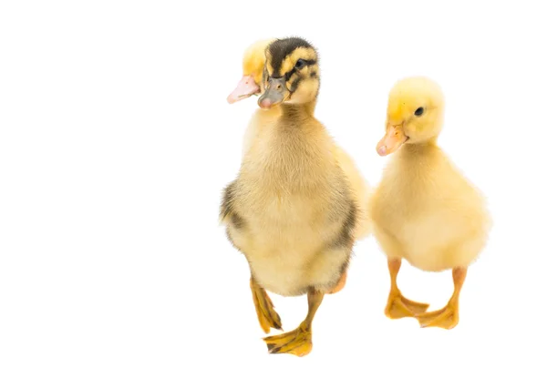 Ducklings — Stock Photo, Image