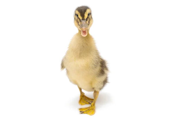 Duckling — Stock Photo, Image