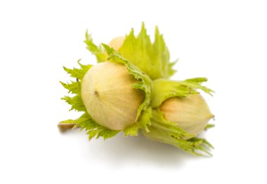 Yeşil fındık 