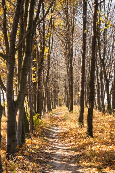 Bosque en temporada de otoño —  Fotos de Stock