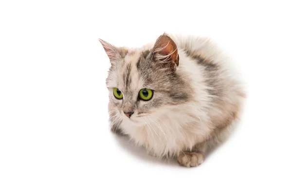 Cat  with green eyes — Stock Photo, Image