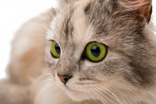 Kat hos grøn øjne - Stock-foto