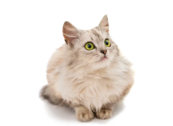 Katze mit grünen Augen — Stockfoto