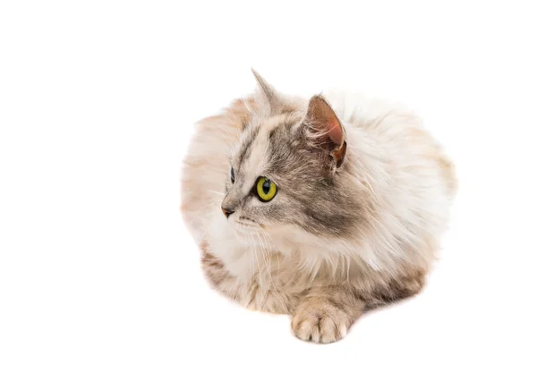 Cat  with green eyes — Stock Photo, Image