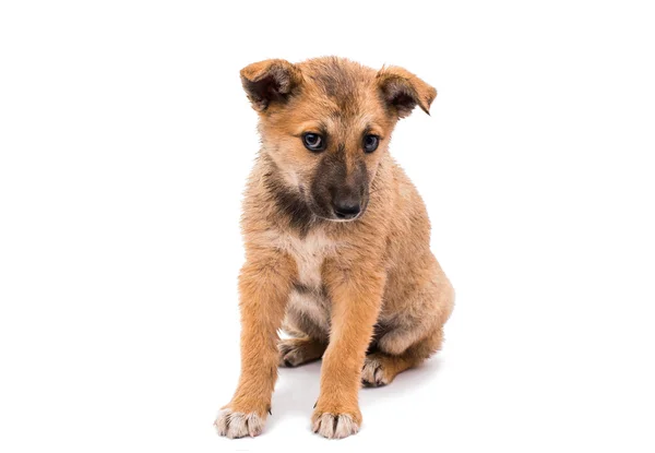 Şirin köpek. — Stok fotoğraf