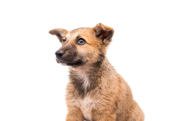 Şirin köpek. — Stok fotoğraf