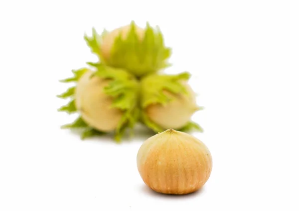 Green hazel nut — Stock Photo, Image