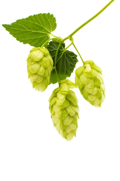 Hop cones — Stock Photo, Image