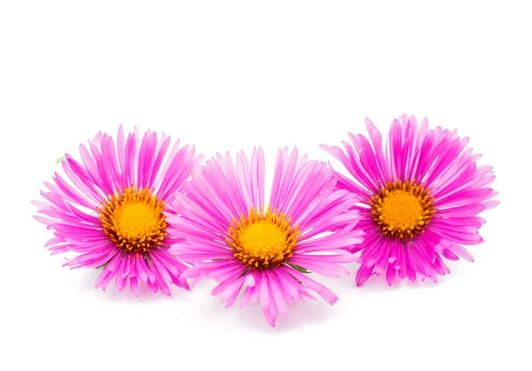 Magenta chrysanthemums — Stock Photo, Image