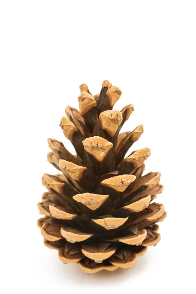 Pine cone — Stock Photo, Image