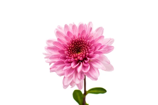 Rosa krysantemum — Stockfoto