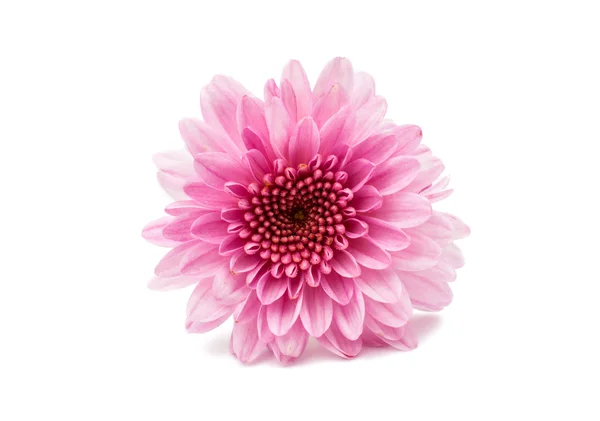 Pink chrysanthemum — Stock Photo, Image