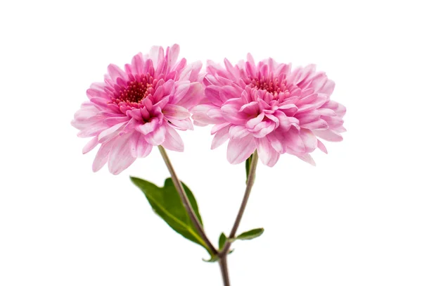 Crizanteme frumoase — Fotografie, imagine de stoc