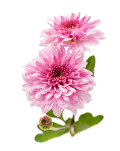 Beautiful chrysanthemums — Stock Photo, Image