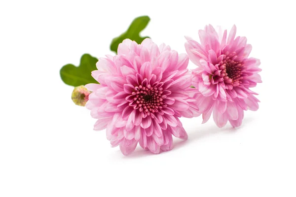Beautiful chrysanthemums — Stock Photo, Image