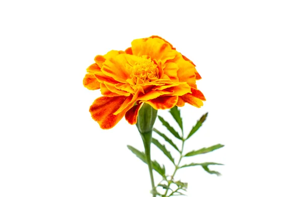 Marigold flower — Stock Photo, Image