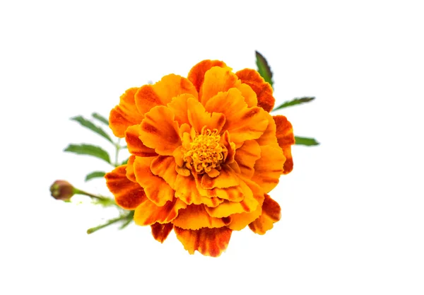 Marigold flower — Stock Photo, Image