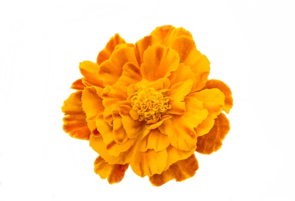 Calendula fiore — Foto Stock