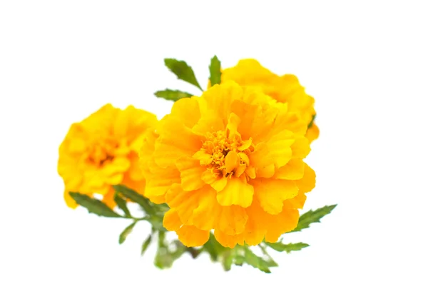 Körömvirág virág — Stock Fotó