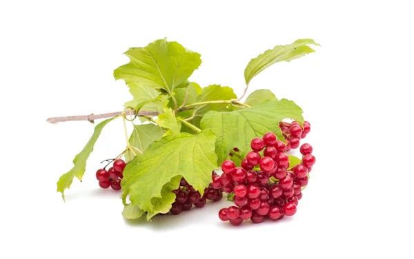 Branch of viburnum — Stock Photo, Image