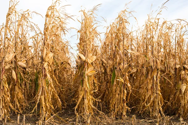 Feed Corn — Stock Photo, Image
