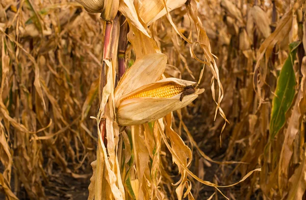 Feed Corn — Stock Photo, Image